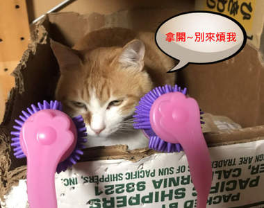 有貓就按讚《幫喵星人買按摩棒的結果》結果反而是狗狗最喜歡==
