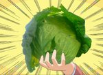 《高麗菜作畫崩壞史》二次元崩壞到三次元 從此動畫界沒人敢亂畫高麗菜…… 《高麗菜作畫崩壞史》二次元崩壞到三次元 從此動畫界沒人敢亂畫高麗菜……
