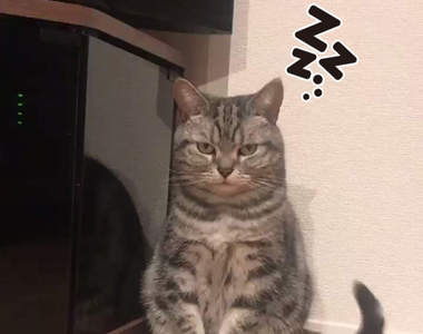 好忙《邊生氣邊打瞌睡的貓咪》這是一場絕對不能睡的尊嚴之戰...눈言눈