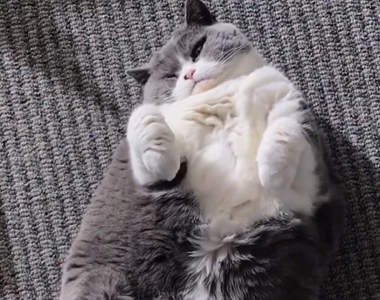 《胖貓日常》喵身上不是脂肪　是奴才們滿滿的愛❤