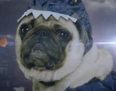 這隻怪獸有點可愛《巴哥吉拉》對決「貓多拉」如果拍成電影我一定看