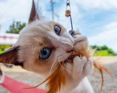 攝影師近拍喵星人《魚眼大頭照》or《貓鈴鐺》天天玩耍自由自在生活超開心