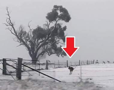 當地人激推萌景《雪地上的袋鼠》蹦蹦跳跳模樣超可愛的啦~