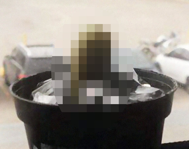 同事惡作劇《把仙人掌換成黃瓜》但網友認為受害者的想法不單純.......?!