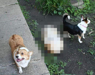 新發現《柯基的反面魅力》比臉跟屁屁更可愛的部位原來是這裡ww