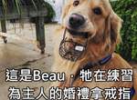 用影片看更療癒《本周乖狗狗》一天一狗狗煩惱遠離你♥ 用影片看更療癒《本周乖狗狗》一天一狗狗煩惱遠離你♥