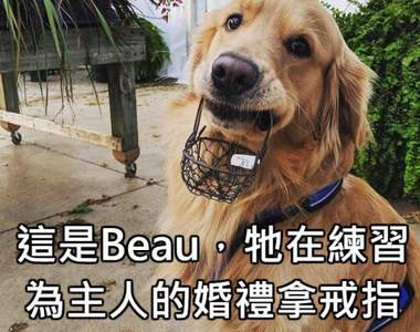 用影片看更療癒《本周乖狗狗》一天一狗狗煩惱遠離你♥