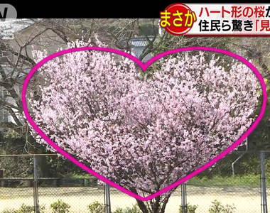 《日本櫻花季開跑》社群網站瘋拍愛心櫻花 當地人卻根本沒聽過……