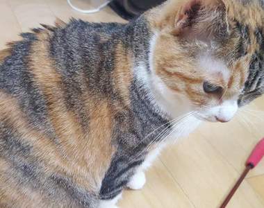 貓漫畫《剛睡醒的貓毛》原本哥吉拉背刺狀態的貓毛，睡醒瞬間卻意外柔順！？