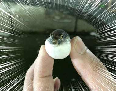 《河豚的稚魚》膨脹身體不但不具任何威嚇作用還看起來更可愛❤