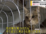 《受災寵物的生活》避難所沒有收留貓狗的地方 飼主遇上危急時刻怎麼辦? 《受災寵物的生活》避難所沒有收留貓狗的地方 飼主遇上危急時刻怎麼辦?