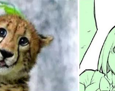 《被樹夾住的豹》五等分的新娘作者跟上惡搞 姊妹們跟獵豹簡直一模一樣～～