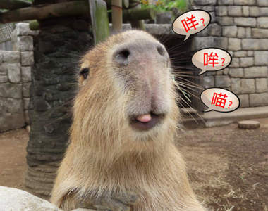 【有片】原來這就是《水豚的叫聲》不看畫面會以為是某種電子零件發出的警訊聲