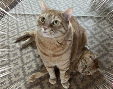 《貓生百百種》有坐在人家身上的貓，就有身上被坐的貓（？）