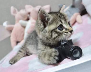 《讓貓拿Canon相機的結果》小小扭蛋落到喵手裡竟能發揮如此強大破壞力...