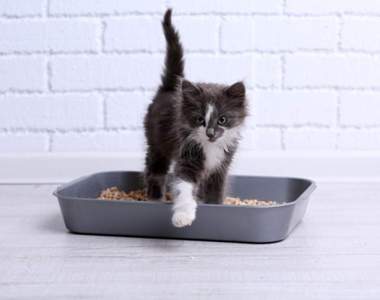 《貓咪搗蛋卻被稱讚》沒有貓砂怎麼辦？貓皇自己＂動手＂處理囉～