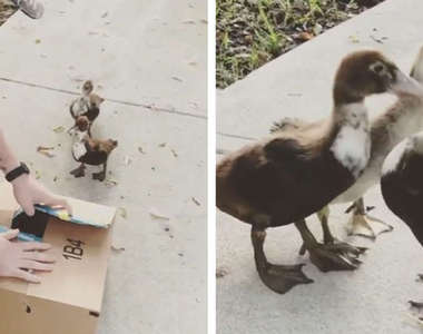 《送受傷的鴨鴨回家》跟鴨家人團聚的影片會讓人心暖暖(*˘︶˘*).｡.:*♡ 