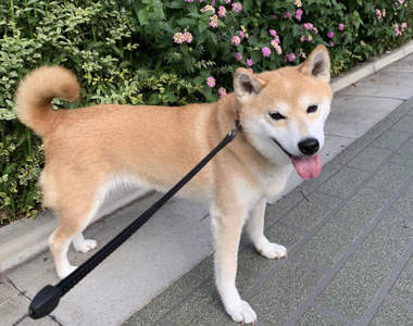 《寵物的中暑對策》毛孩出現這些中暑症狀，身為主人該如何幫牠們緊急處理？