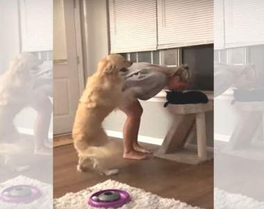 【有片】想要主人關心的《討拍狗》看著看著想想感情不就這麼回事嗎XD