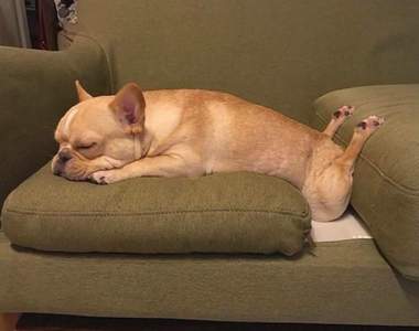 說不定你的寵物也有《寵物奇行》不按牌理出牌的行為才萌啦～汪