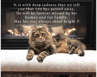 《禁入墳場》貓明星「里歐」過世 我們會永遠記得你可怕的身影......