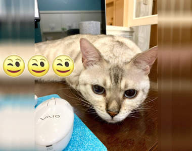 喵盾大對決《鍵盤玻璃罩VS絕對會來搗亂的貓》大家猜猜看能不能防守成功呢？