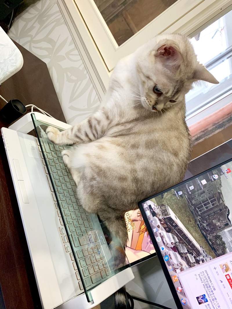 喵盾大對決《鍵盤玻璃罩VS絕對會來搗亂的貓》大家猜猜看能不能防守成功呢？