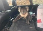 《無尾熊爽爽吹冷氣》在澳洲 車子停在路邊就會有無尾熊冒出來喔(誤) 《無尾熊爽爽吹冷氣》在澳洲 車子停在路邊就會有無尾熊冒出來喔(誤)