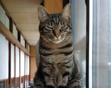 《貓的靈異現象》飼主意外捕捉到貓的背後靈　默默探頭又默默消失...