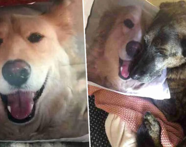 《10年同床狗同伴過世》現在他每天靠印有同伴臉的枕頭睡覺...