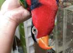 《文鳥是液體的證據》看完真的會覺得鳥搞不好也是水做的XD 《文鳥是液體的證據》看完真的會覺得鳥搞不好也是水做的XD