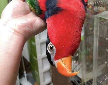 《文鳥是液體的證據》看完真的會覺得鳥搞不好也是水做的XD