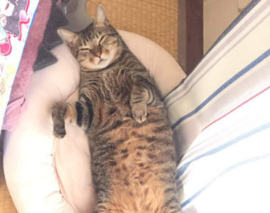 《貓咪沒尿尿帶去看醫生的結果》竟然從醫生口中聽到令飼主崩潰的事實...