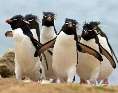 水族館《壞企鵝與乖企鵝》表揚大會 躲起來不量體重的是壞寶寶