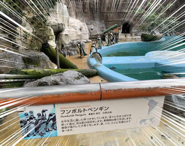 動物園驚見《混入企鵝群的動物》大概只有牠自己覺得沒人發現ww