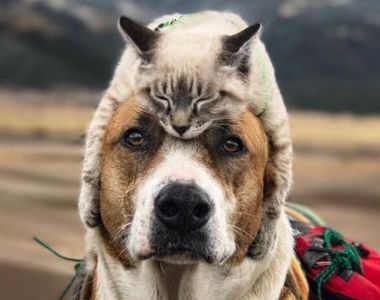 畫面太美《貓狗一起上山下海》感情這麼好沒人覺得不科學嗎？？？