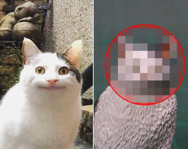 超爆笑還原模型《那隻笑容誠懇的貓》充滿魔性的表情原來還有更多...嚇((ﾟДﾟ；))