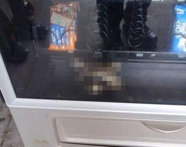 校園出現呆萌《販賣機小偷》犯案失敗的無辜萌顏讓人捨不得抓w