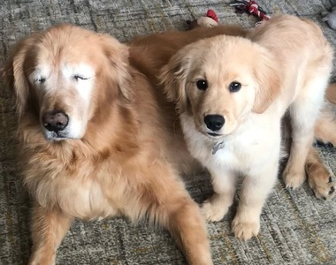 超感人《全盲黃金獵犬與小狗》知道他看不到所以替他看著眼前的路