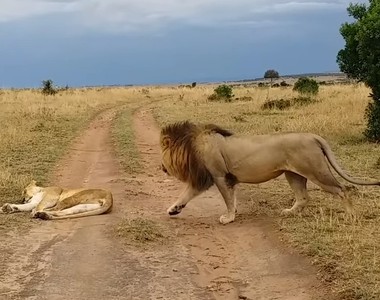 被公獅騷擾《母獅起床氣好恐怖》肯亞動保區錄到超珍貴畫面