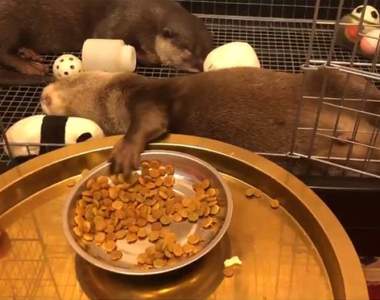 《超慵懶水獺吃飯畫面》這不是假日躺在沙發上看電視吃零食的自己嗎...ww