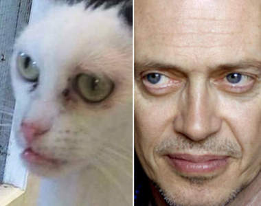 撞臉喵星人《史蒂夫布希密貓》一隻神似好萊塢明星的貓這真的太巧惹