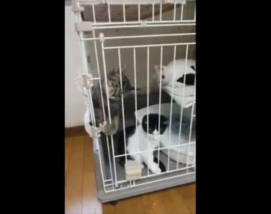 再次證明貓是液體的《貓籠逃脫記》逃出瞬間讓貓奴嘴角直接失守w