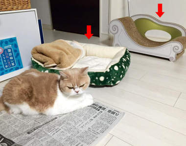 貓奴必見《為什麼貓不喜歡你買的禮物》只要換個角度就能找出原因所在？