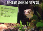 《被公開處刑的魚》因為脾氣太差等原因直接被飼主昭告天下牠們有多壞w 《被公開處刑的魚》因為脾氣太差等原因直接被飼主昭告天下牠們有多壞w