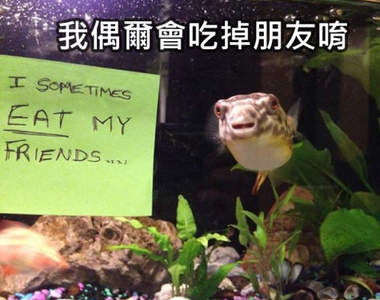 《被公開處刑的魚》因為脾氣太差等原因直接被飼主昭告天下牠們有多壞w
