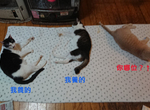 《暖爐引進陌生貓》毫不客氣闖入別人家取暖的浪浪下場當然是...... 《暖爐引進陌生貓》毫不客氣闖入別人家取暖的浪浪下場當然是......