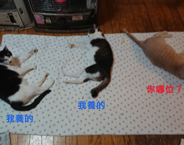 《暖爐引進陌生貓》毫不客氣闖入別人家取暖的浪浪下場當然是......