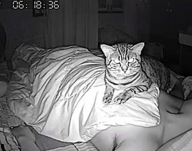 《晚上開監視器錄貓》我是錄到人面獅身像降臨了嗎？