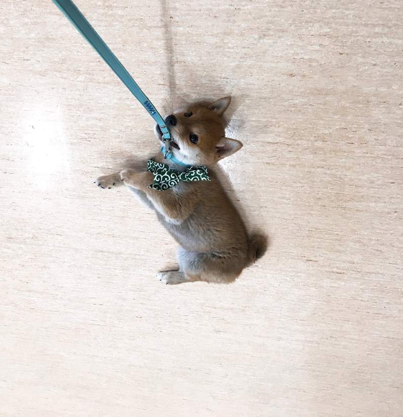 《激似手机吊饰的柴犬》看我的吊饰会动还不能挂在手机上喔ww(?) - 图片4 《激似手机吊饰的柴犬》看我的吊饰会动还不能挂在手机上喔ww(?)